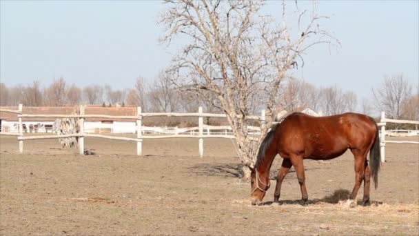 Caballo marrón — Vídeo de stock