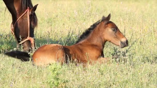 Poulain brun de cheval couché dans les pâturages 