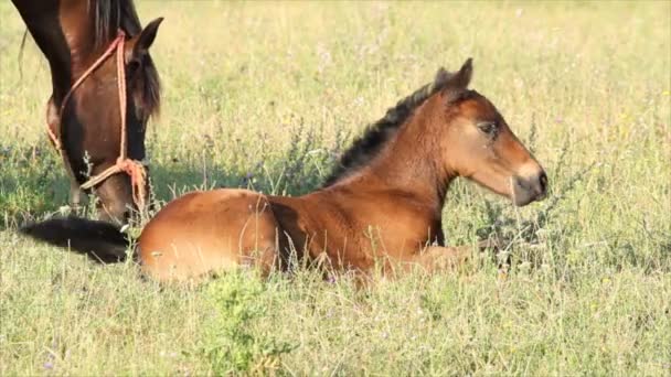 Poulain brun de cheval couché dans les pâturages — Video