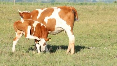 Dana sütü ile beslenme