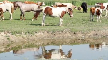 çiftlik hayvanları