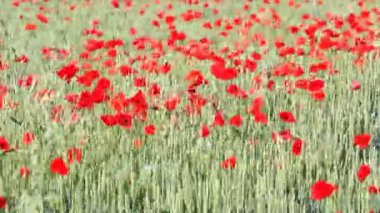 Yeşil buğday ve haşhaş çiçekleri