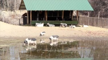 domuz ve keçi çiftliği