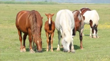 atlar ve arazide foals