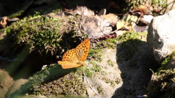 Vlinder staande op rots — Stockvideo