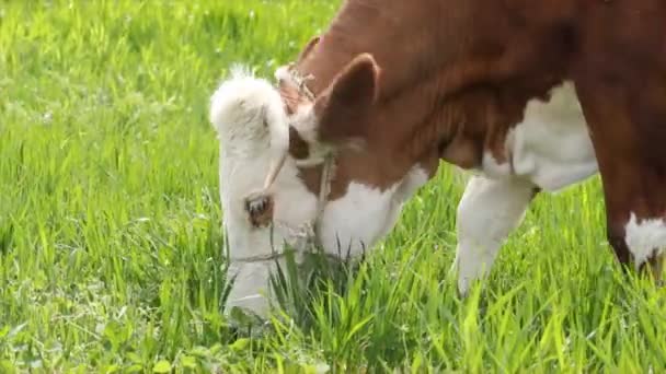 Detalle de vaca en pasto — Vídeos de Stock