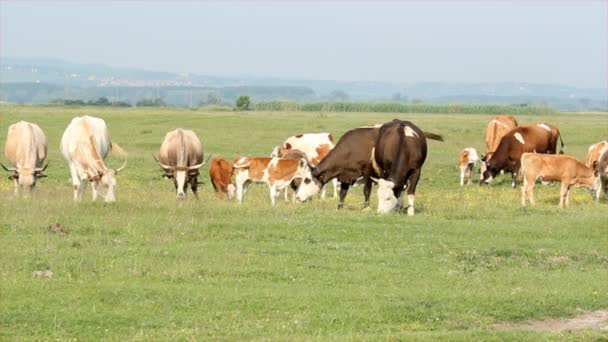 Krávy v pastvinách — Stock video