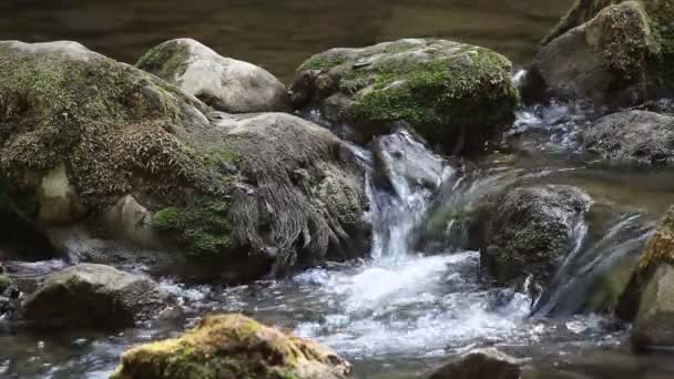 Creek escena de la naturaleza — Vídeo de stock