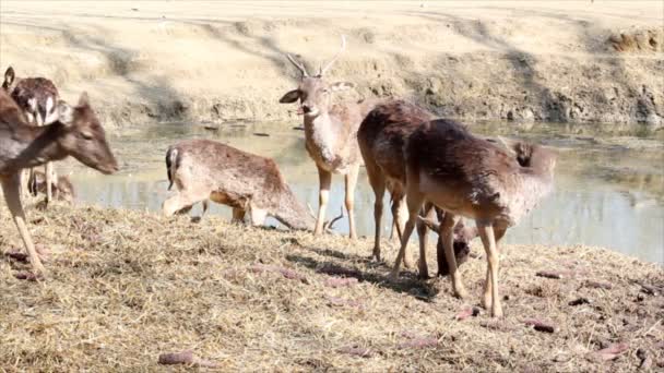 Jedzenie jelenia — Wideo stockowe