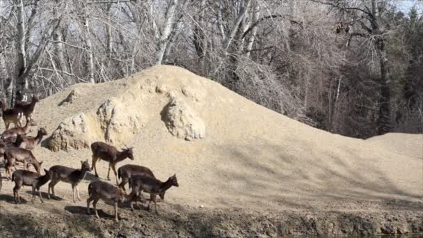 Herd of deers — Stock video