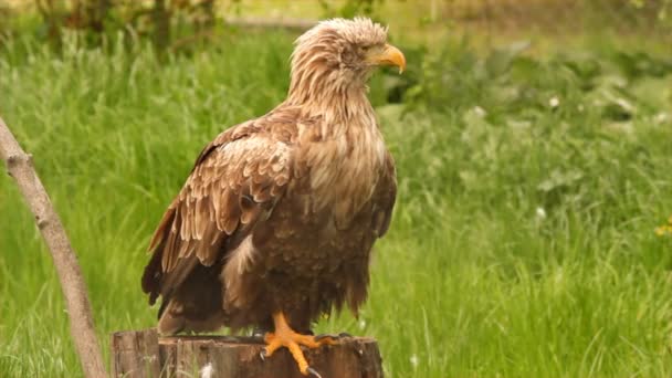 Witte tailed eagle — Stockvideo