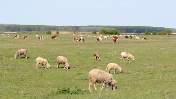 Çiftlik hayvanları mera üzerinde — Stok video