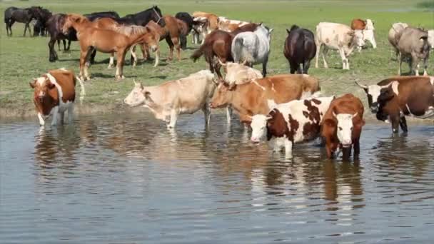 Scène de ferme avec des animaux sur la rivière — Video