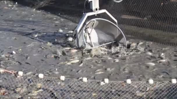 Fish farming — Stock Video