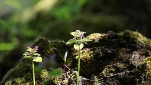 Juego de luces y sombras para dar flores en el bosque — Vídeo de stock