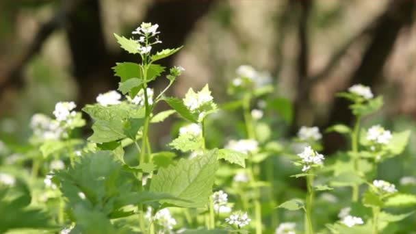 Ortiga flores primavera escena — Vídeo de stock