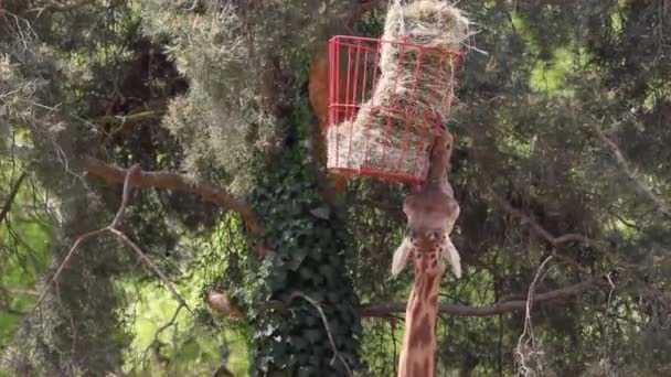 Giraffe eten stro — Stockvideo