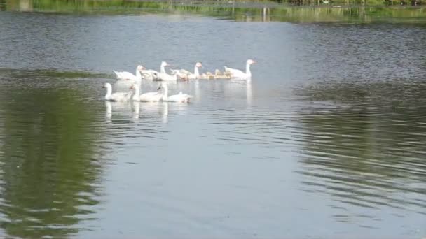 Familie der weißen Gänse schwimmt — Stockvideo