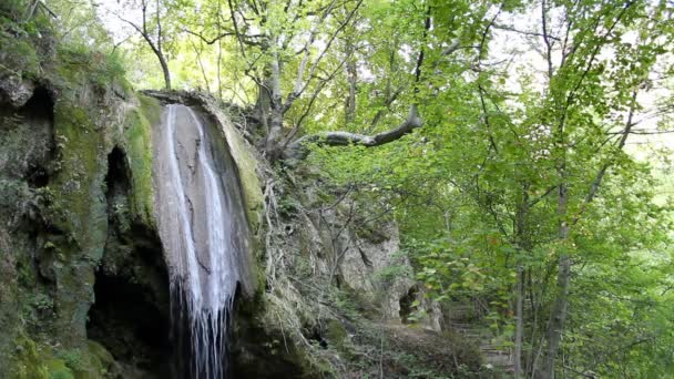 Bos met waterval — Stockvideo