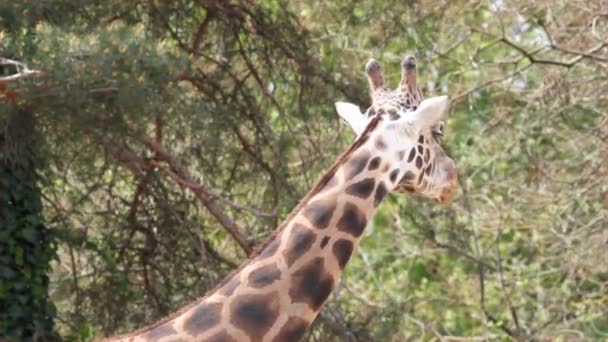 Жираф — стоковое видео
