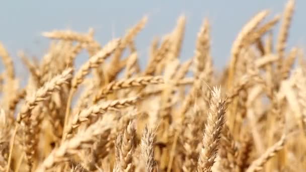 Golden wheat field summer season — Stock Video