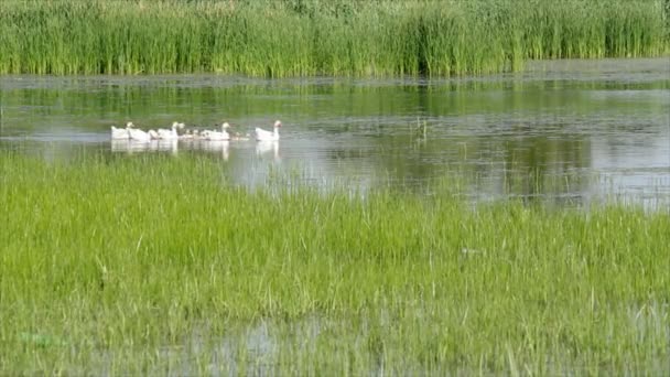 Geese family swimming spring scene — Stock Video
