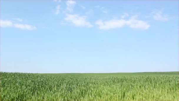 Campo de trigo verde — Vídeo de Stock