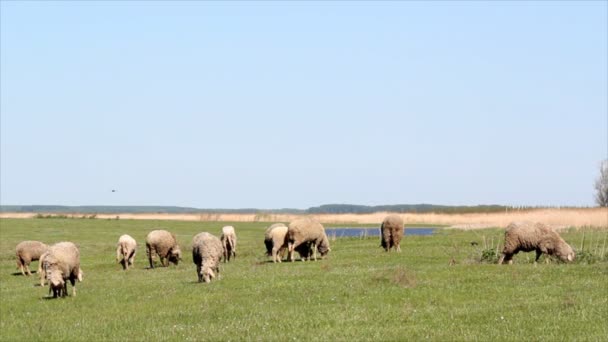 Kudde schapen op de weide — Stockvideo