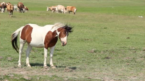 Caballo y vacas en los pastos — Vídeos de Stock