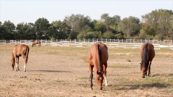 Caballos — Vídeo de stock