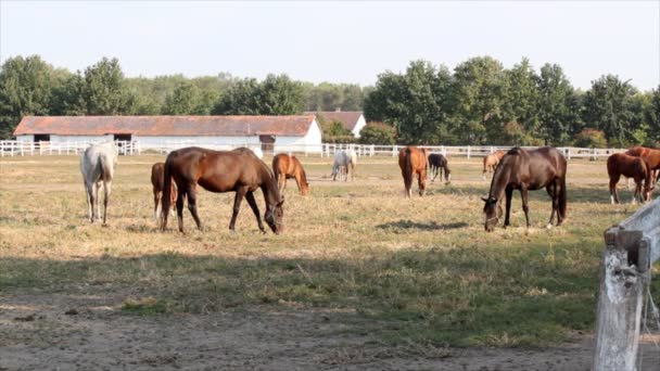 Hästar betar gård scen — Stockvideo