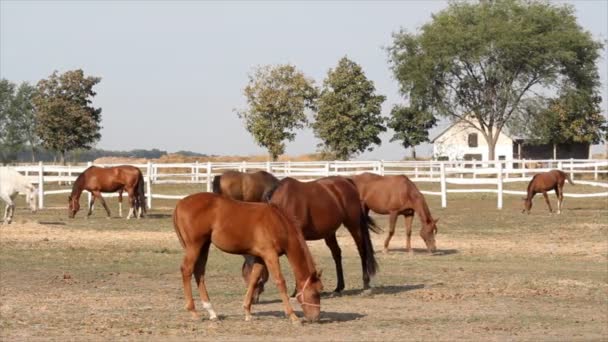 Caballos — Vídeo de stock