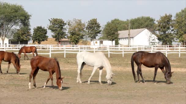 Caballos granja escena — Vídeos de Stock