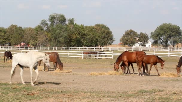 chevaux mangeant du foin