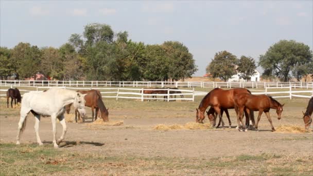 Caballos comiendo heno — Vídeos de Stock