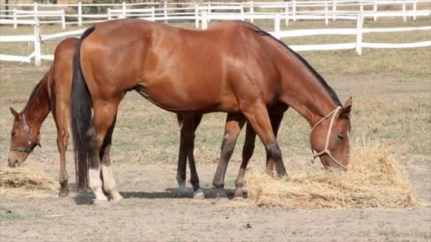 Cavalos comendo feno fazenda cena — Vídeo de Stock