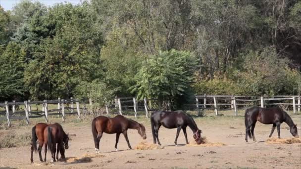 Caballos en corral — Vídeo de stock