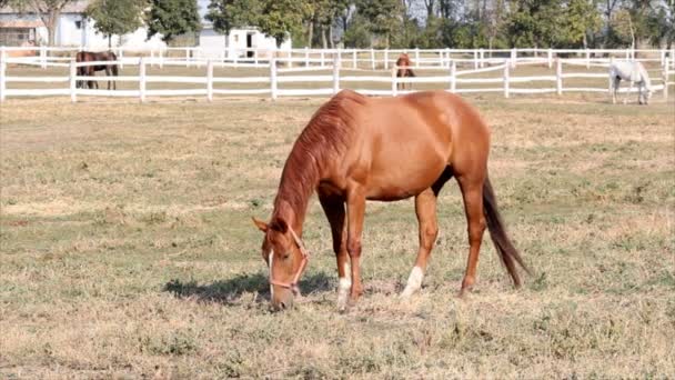 Bruin paard grazende boerderij scène — Stockvideo