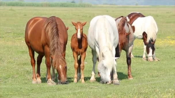 Pferde und Fohlen auf der Weide