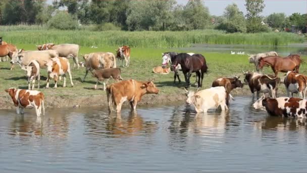 Cavalos e vacas em local de rega — Vídeo de Stock