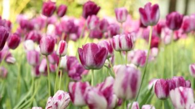 Pembe Lale çiçek