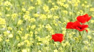 haşhaş çiçekleri