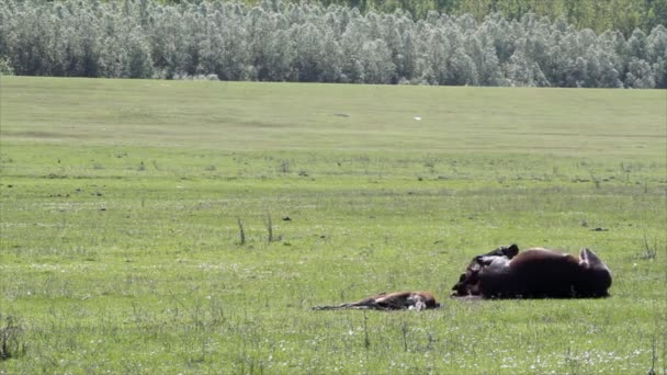 Pferd überschlägt sich — Stockvideo