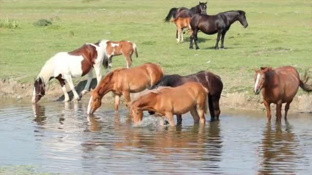 Caballos en el lugar de riego — Vídeos de Stock