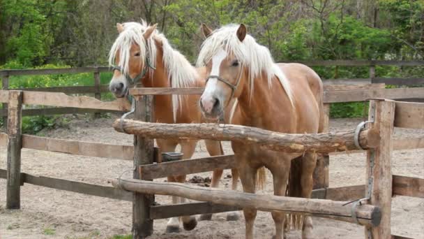 Boerderij scène met paarden in corral — Stockvideo