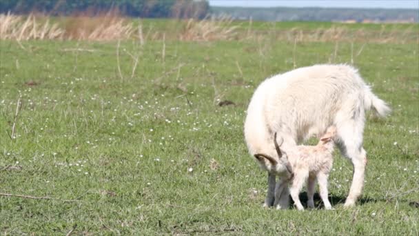 Acaba de nacer pequeña cabra — Vídeos de Stock