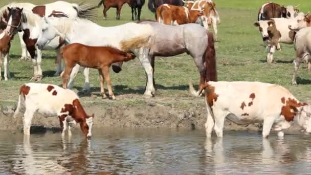 母马用牛奶喂养马驹 — 图库视频影像