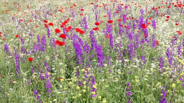 Prado con flores de colores — Vídeos de Stock