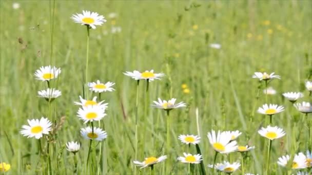 Prairie aux fleurs blanches 
