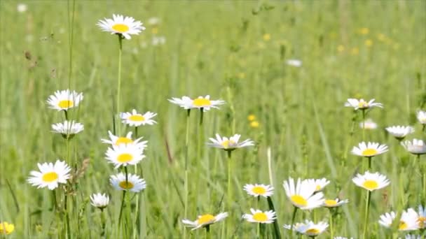 Prado com flores brancas — Vídeo de Stock